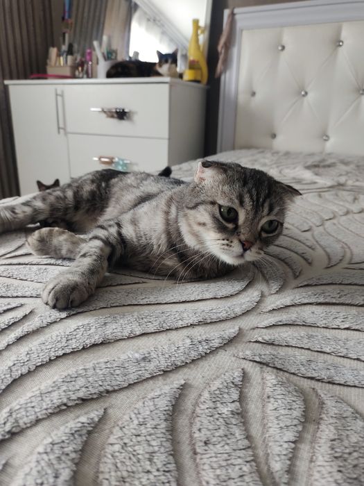 Отдам кошку в добрые руки