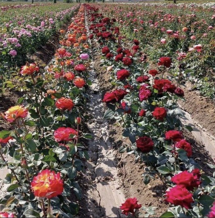 Köchatlar xar xil turdagi