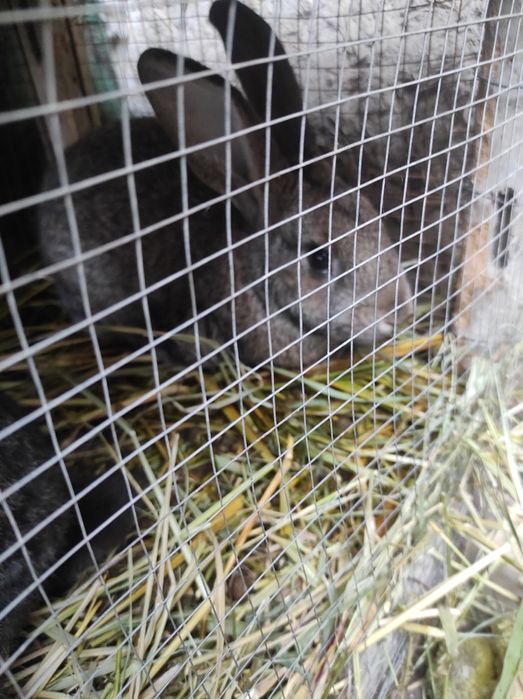 Куенлар ва гуножин сотилади