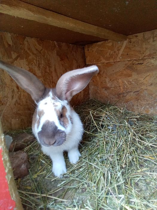 Vând iepurași din rasa fluture german