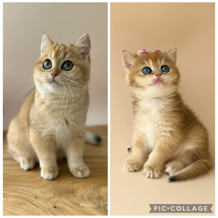 Золотая шиншилла