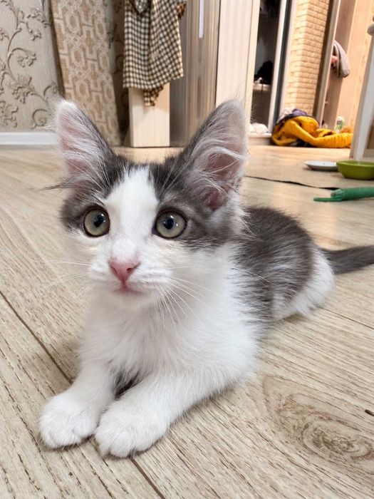 Отдам Котенка в добрые руки