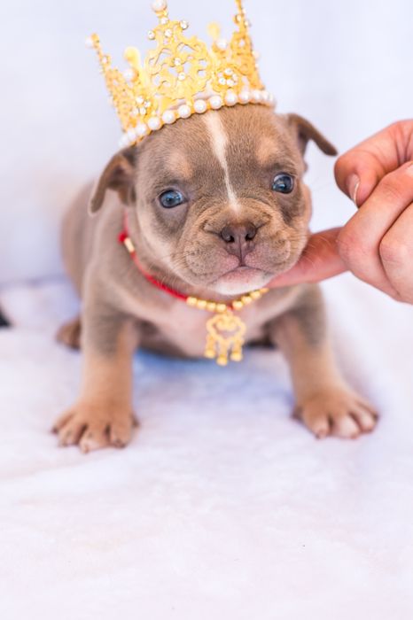 Американский булли детки