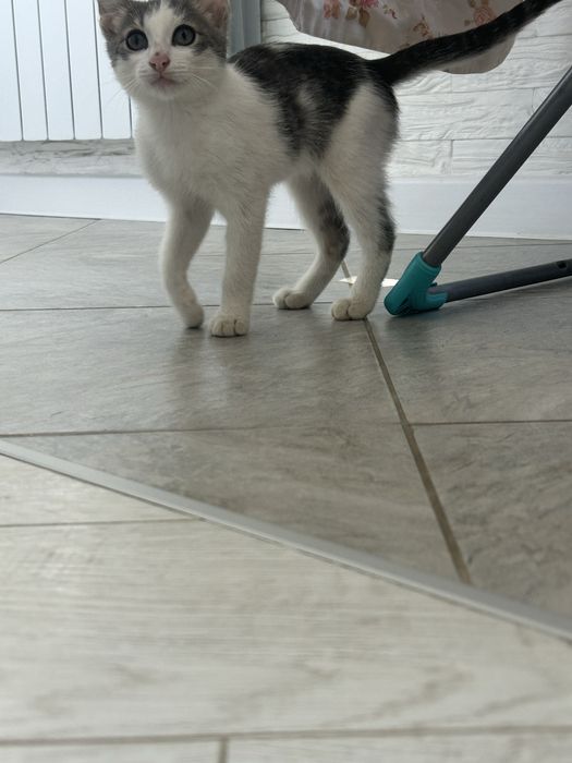Котик мальчик 3 месяца