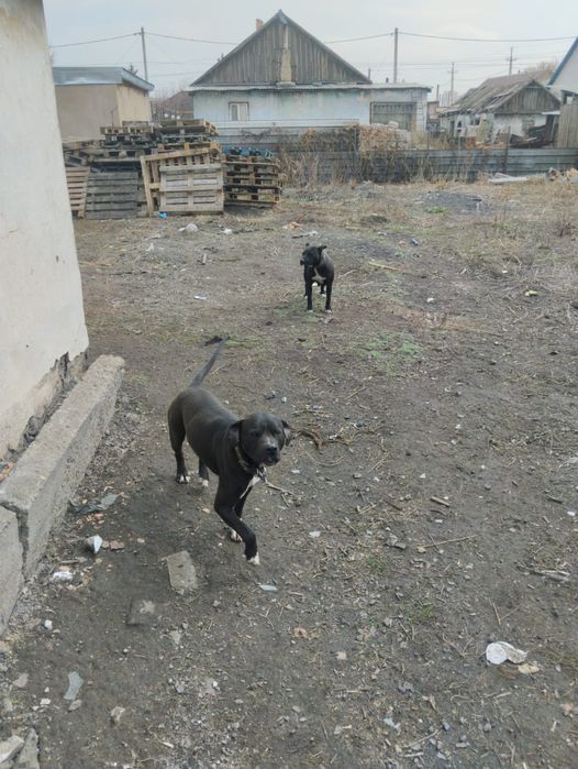 Отдаю даром два питьуля мальчик и девочка мальчик с документами .