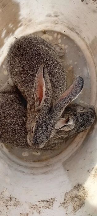 Damashniy quyon bolalari