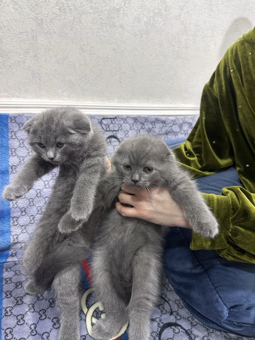 Продам срочно котят чистокровных порода британский скотч фолт