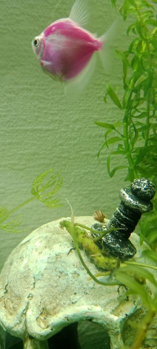 Улитки Эльф Спикси (малыши)