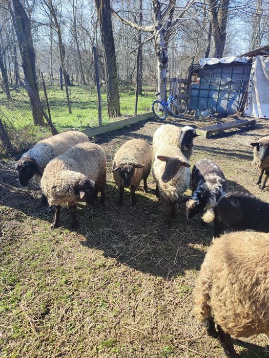 De vânzare oi rasa de carne