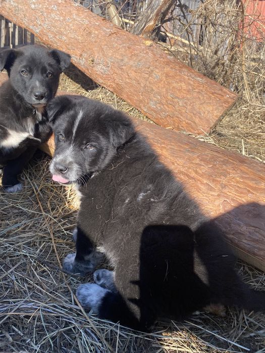 Отдам щенят в хорошие руки