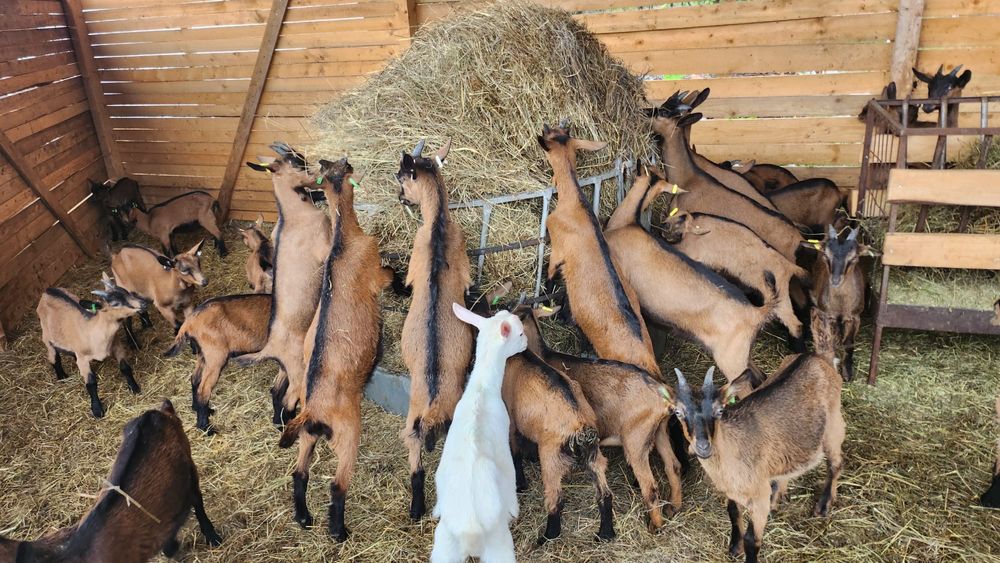 Iede tineret alpina franceza cu pedigree 2026