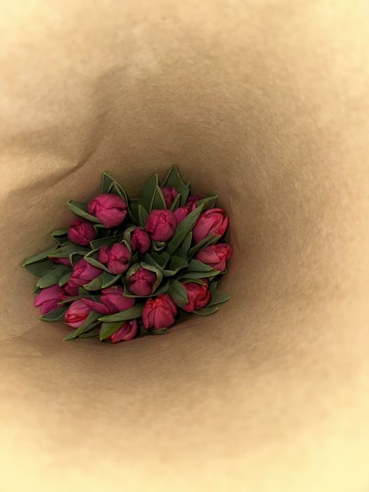 Тюльпаны оптом Голландские