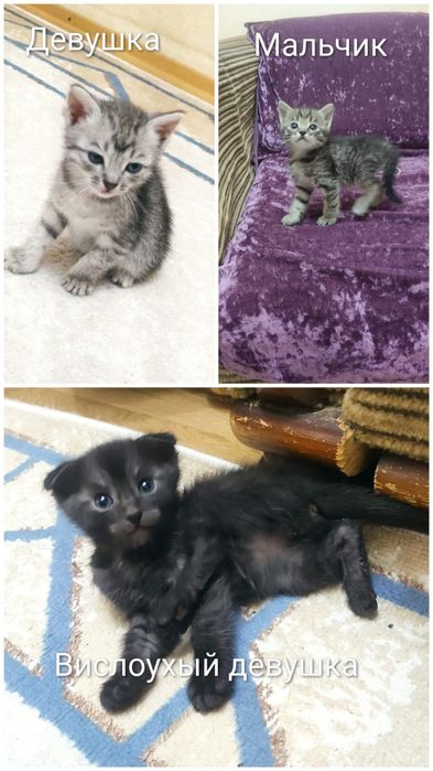 Котики бесплатно домашние