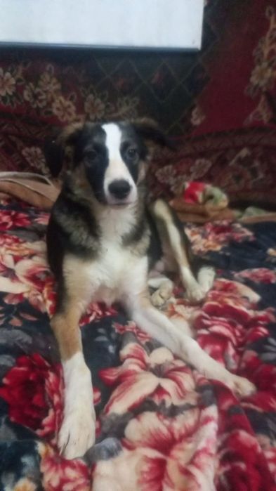 Собака для радости