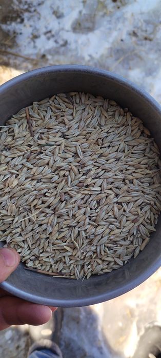 Арпа тоза копланган 1,5тонна