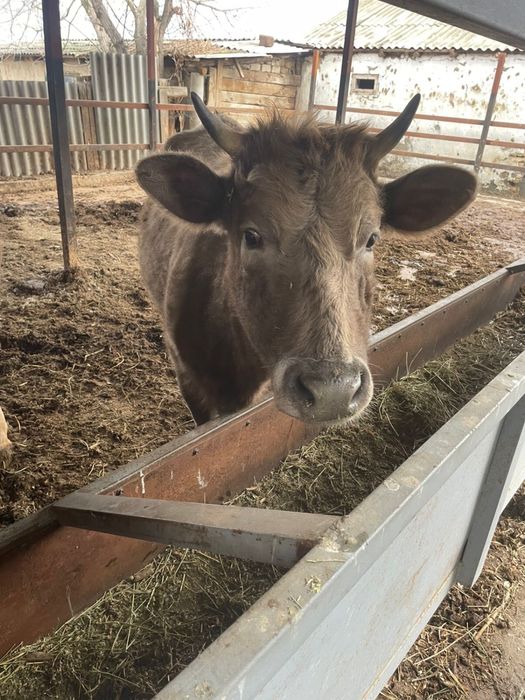 Корова телка молодая