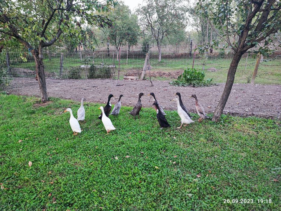 Rate alergătoare indiene, judetul Bihor