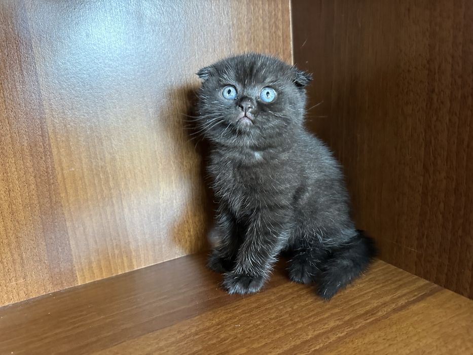 Шотландски клепоухи и британски късокосмести котки