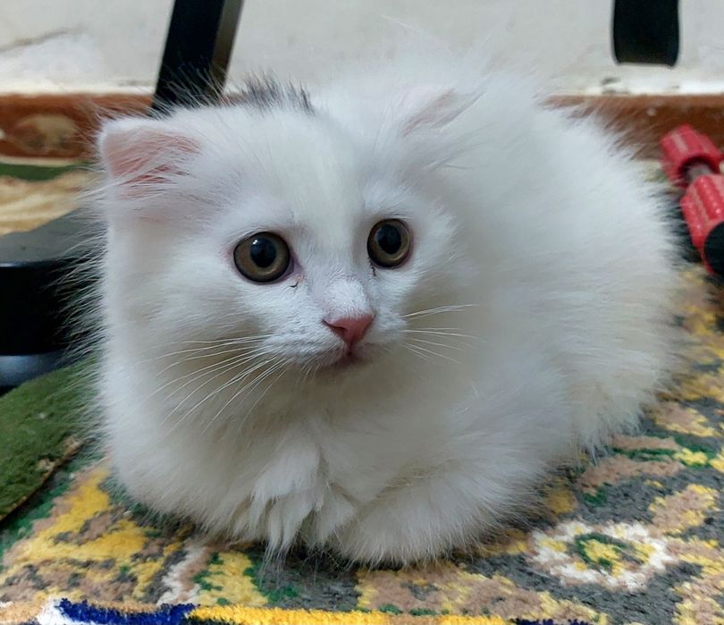 Мушукча сотилади