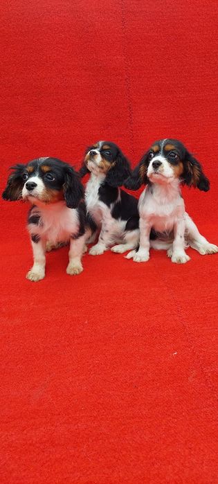 Кавалер кинг чарлз шпаньол