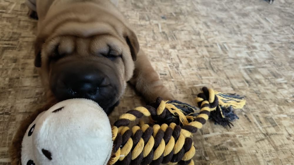 Продажа щенков шарпея