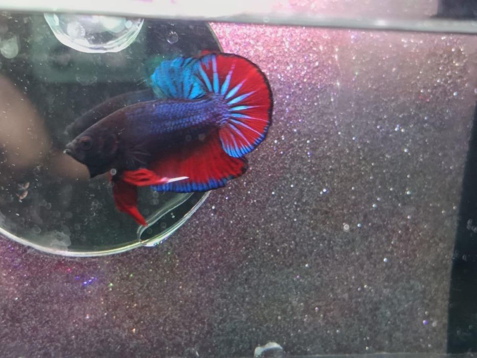 Pesti betta rari : koi,nemo,plakat.veiltail,shortfin,marble