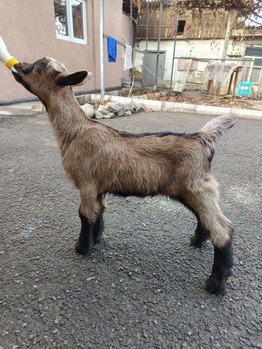 Альпийский козлик