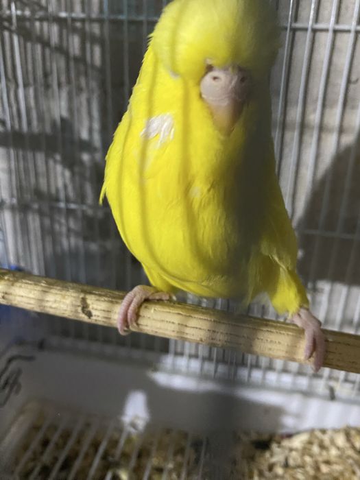 Andurka turetski papugay