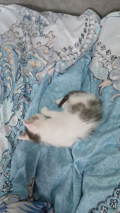 Животные котенок