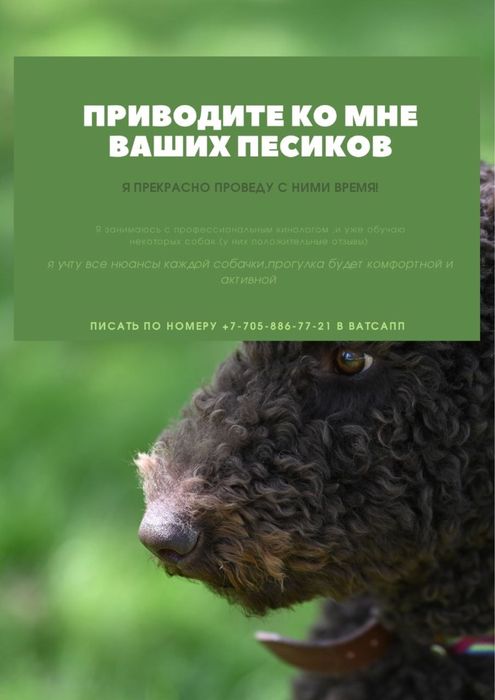 Выгул собак с любовью !