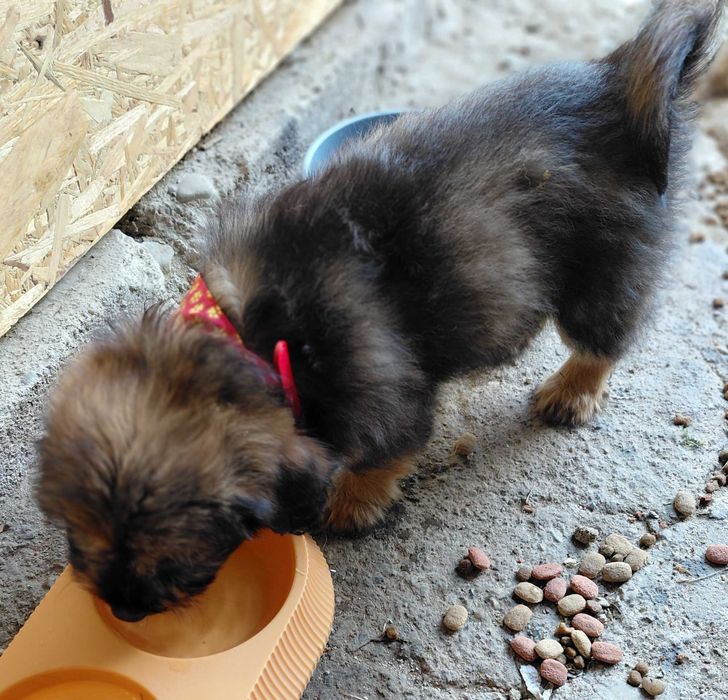 Catelusa metis pentru adoptie