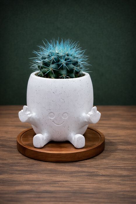 Комнатные цветы .