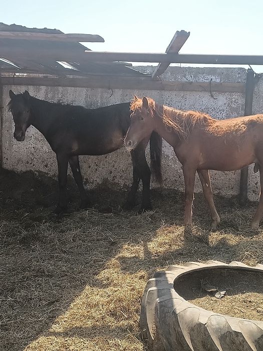 Продам тай 2голы