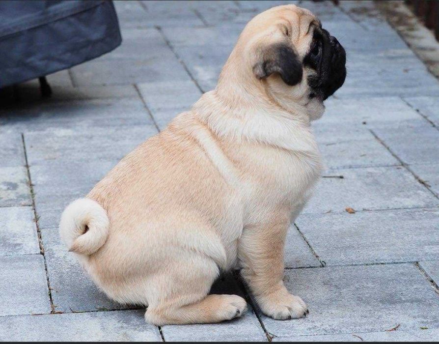Pui pug/mops de calitate exceptionala