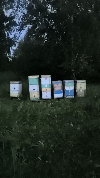 Продам улья для пчел