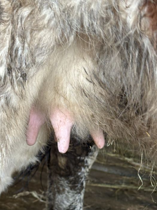 Vand juninca gestanta