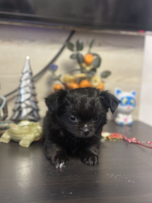 Женско куче чихуахуа на 2 месеца