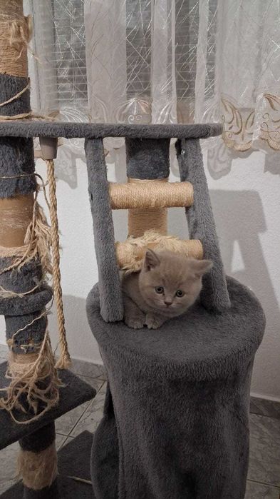 Британски котенца
