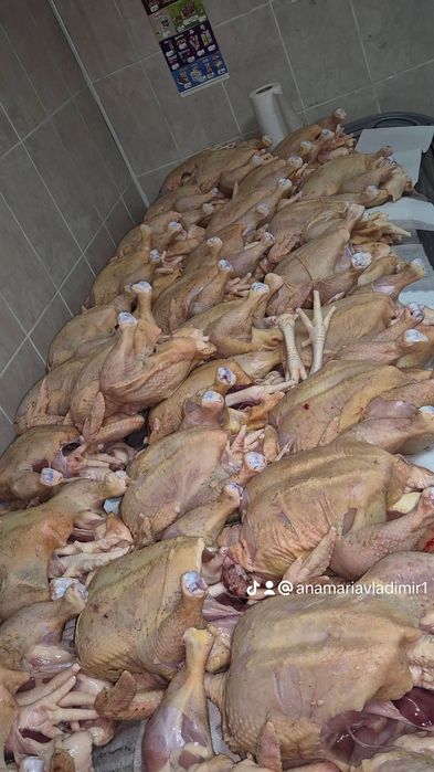 Pasari de curte disponibile,în viu și taiate