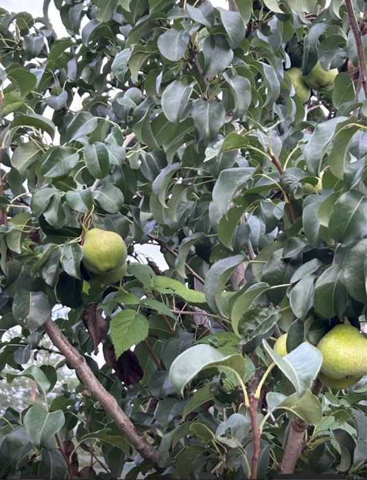 Сдаем  дачу в аренду