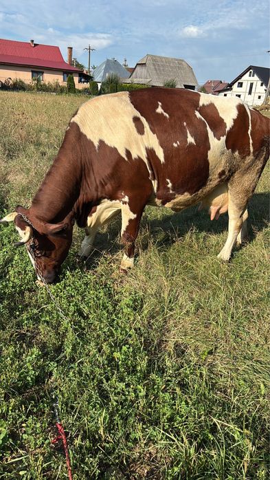 Vaca de vanzare