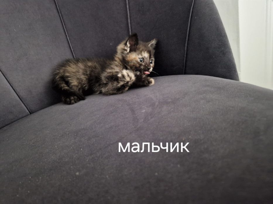 Отдам котят срочно