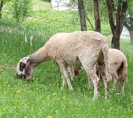 Oi și mieluță carabase/bergamasca