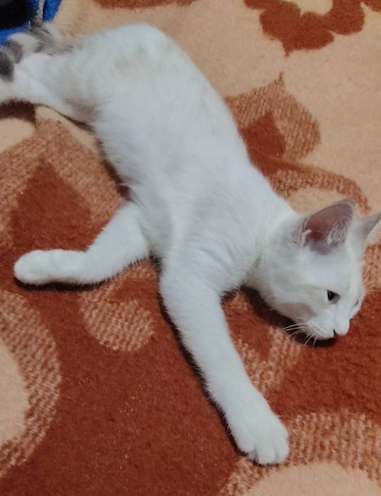 Котик страйт 5мес , в добрые руки