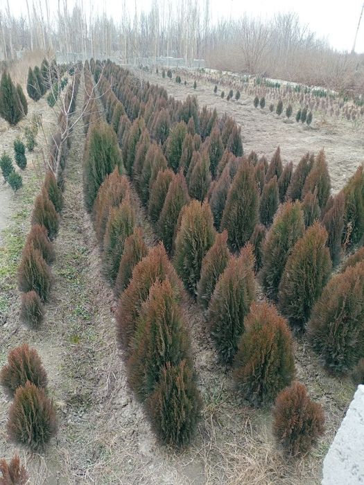 Sifatli archa koʻchatlari