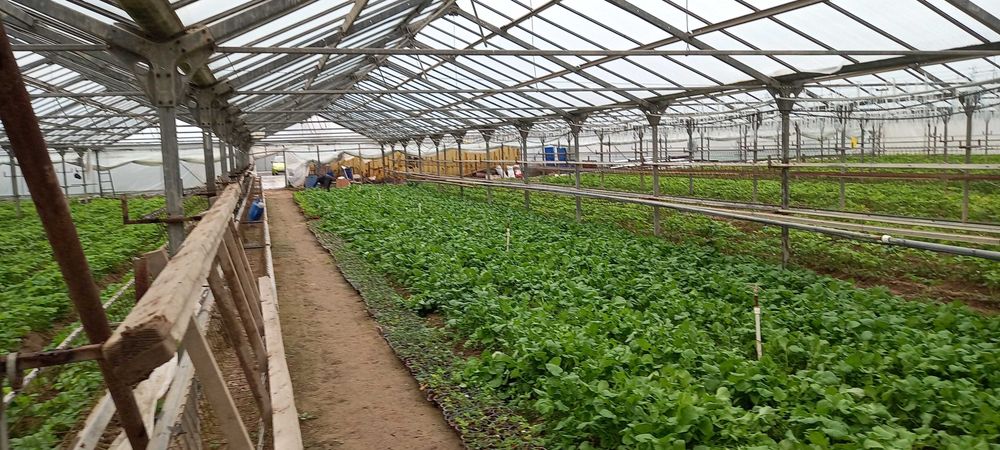 Продется бизнес тепличное хозяйство