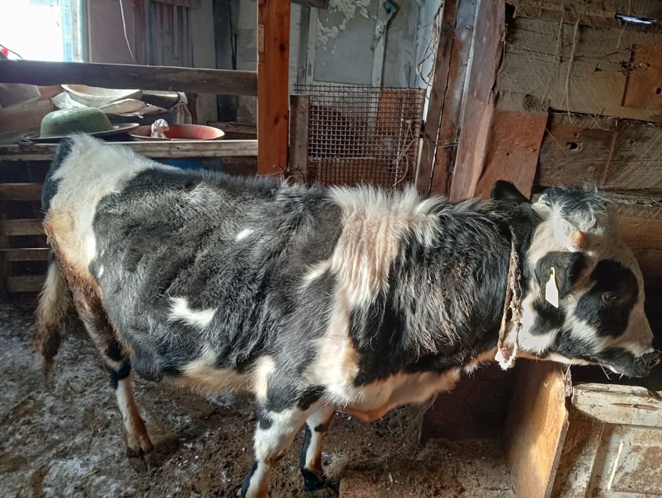 Продам 4-бычок 3-тёлка оптом 7-голов