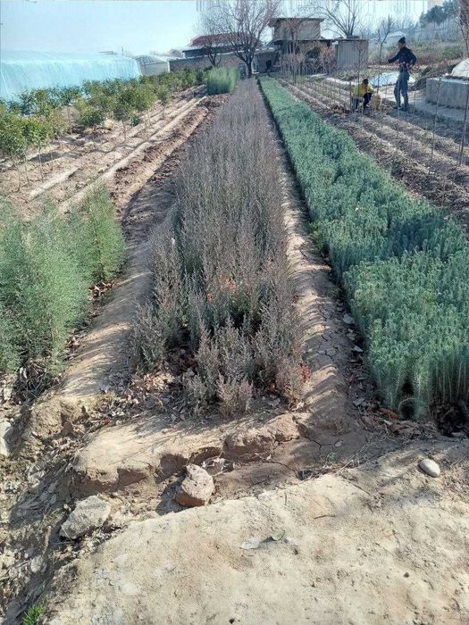 Можжевельник ва бошка турдаги кучатлари сотилади