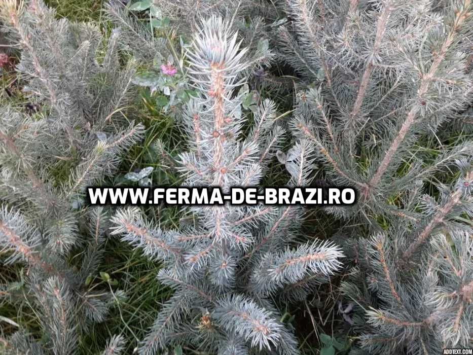 Oferta Pachet 1000 buc. puieti molid argintiu 4 ani- Discount 20%