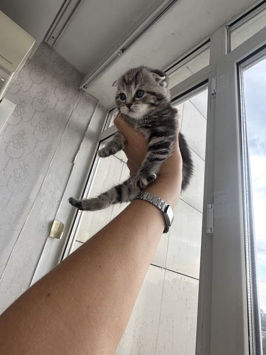 Породистые котята